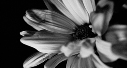 BW - Grainy Flower